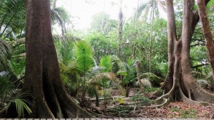 FILE 21 C TAYRONA NATIONAL PARK .. STILL SAN MARTH  (30)