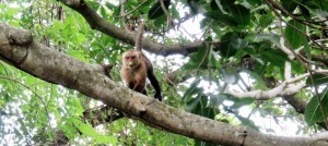 FILE 21 C TAYRONA NATIONAL PARK .. STILL SAN MARTH  (6)